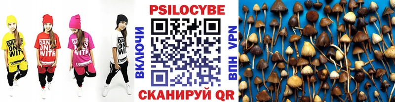 цена   Гулькевичи  Галлюциногенные грибы Psilocybe 